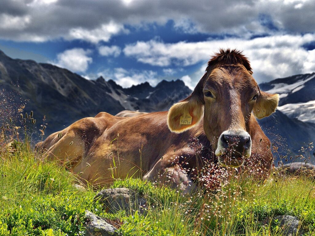 Fairlife Milk